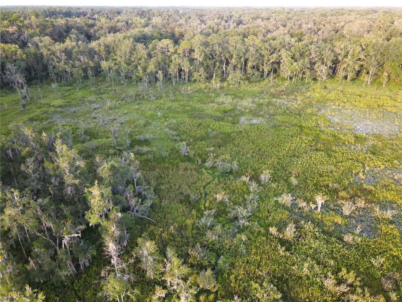 11816 SE County Road 234, Micanopy, FL 32667 Photo