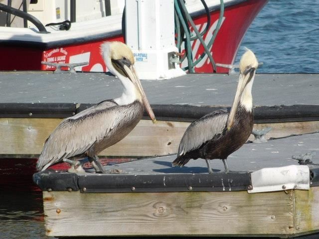 1183 N Blackmoor Dr. Photo 74