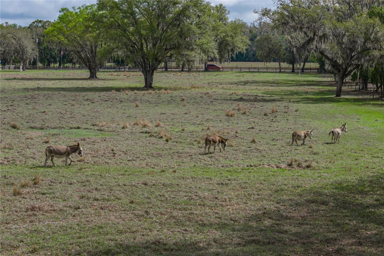 15131 Bellamy Brothers Boulevard, Dade City, FL 33525 Photo