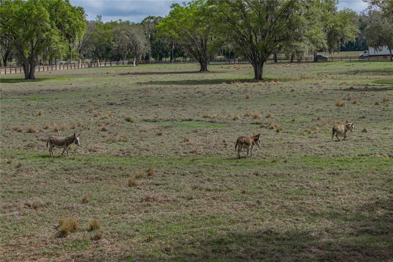 15131 Bellamy Brothers Boulevard, Dade City, FL 33525 Photo