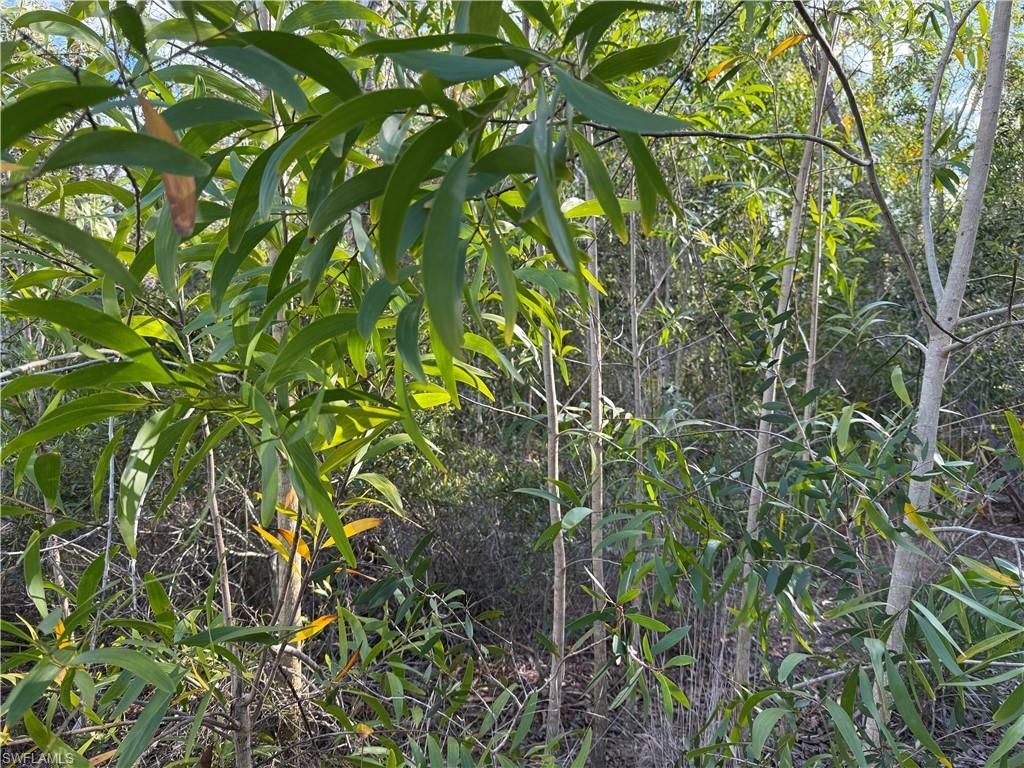 7091 Guava Ave , Bokeelia, FL 33922 Photo