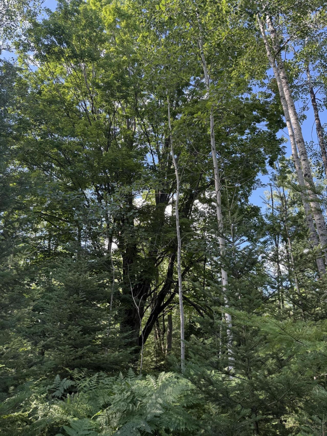 80 Ac Herron Road, Alpena, MI 49707 Main Photo