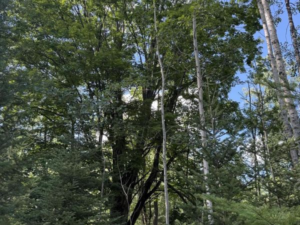 80 AC Herron Road, Alpena, MI 49707