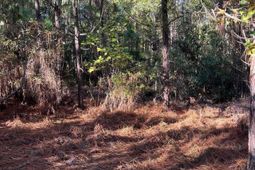 Ppf 18 Payne Pond Road photo 4