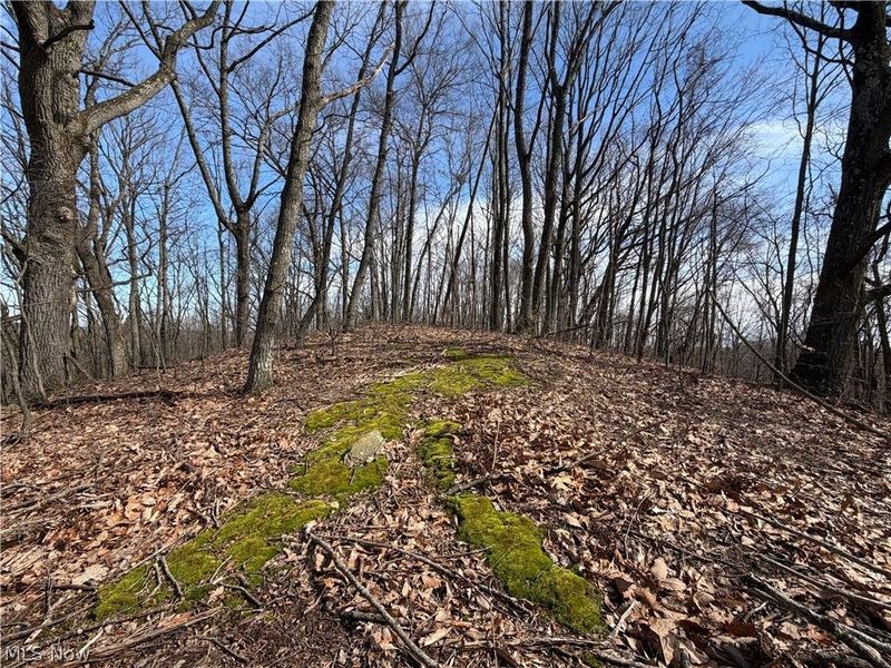 31100 Moravian Trail, Tippecanoe, OH 44699 Photo 8