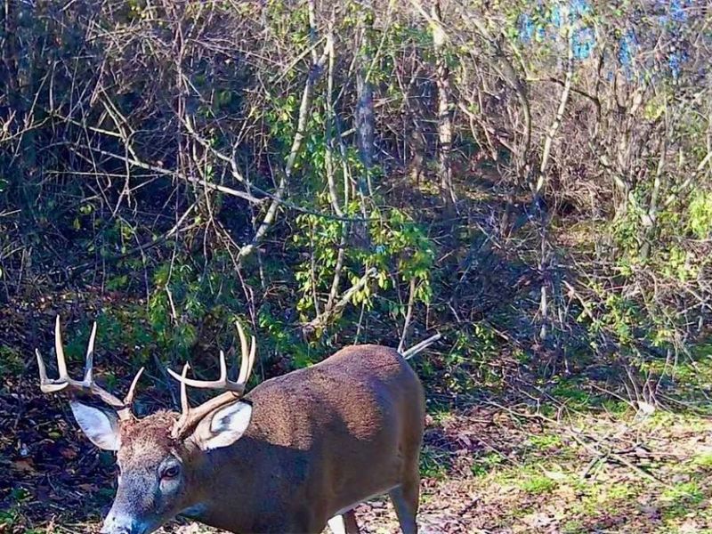 V/L Shephard, Bethesda, OH 43719 Photo 11