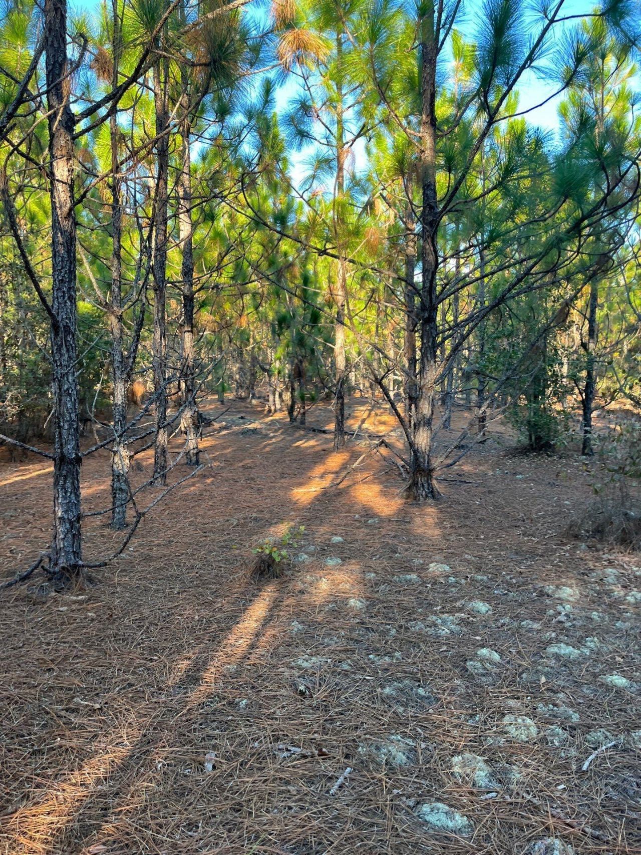 Ppf 14 Payne Pond Road Photo 10