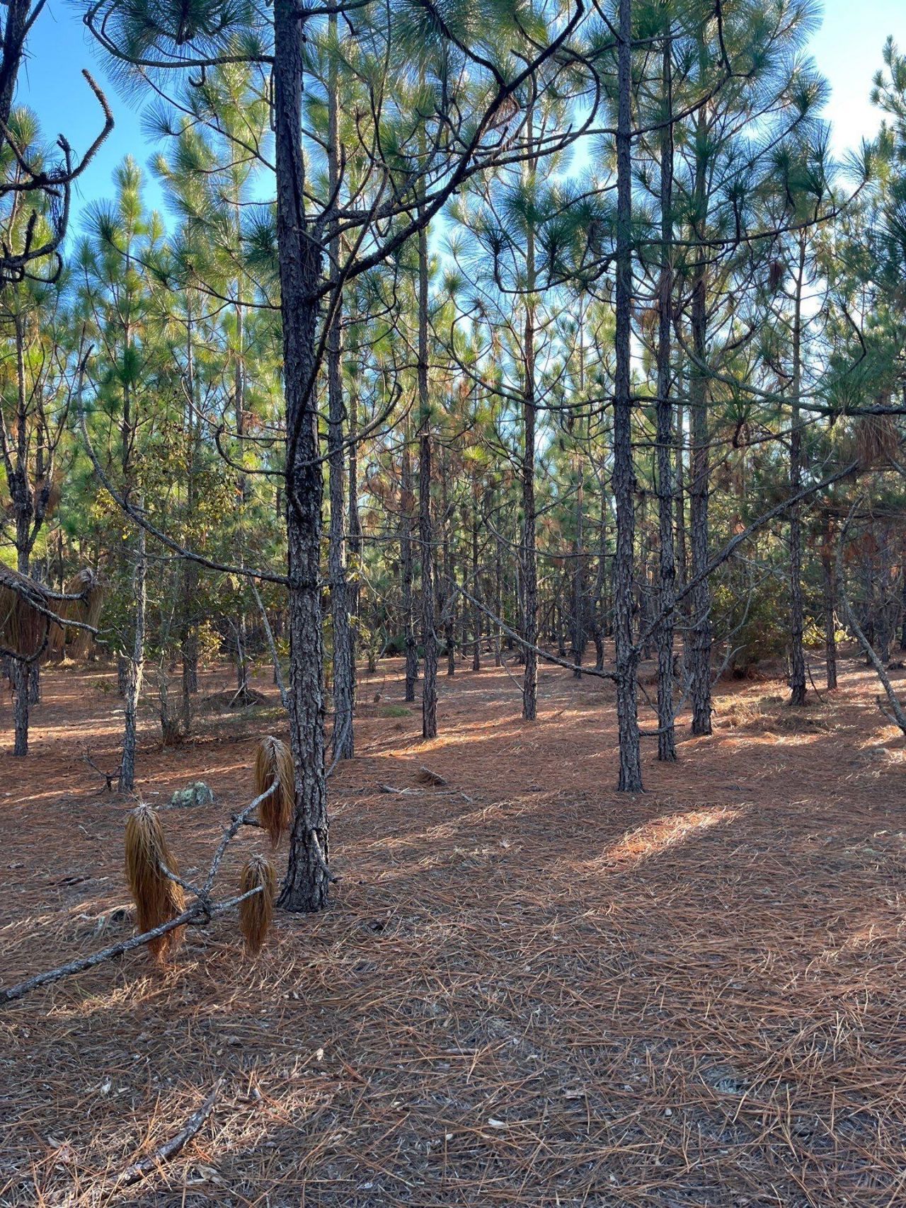 Ppf 14 Payne Pond Road Photo 21