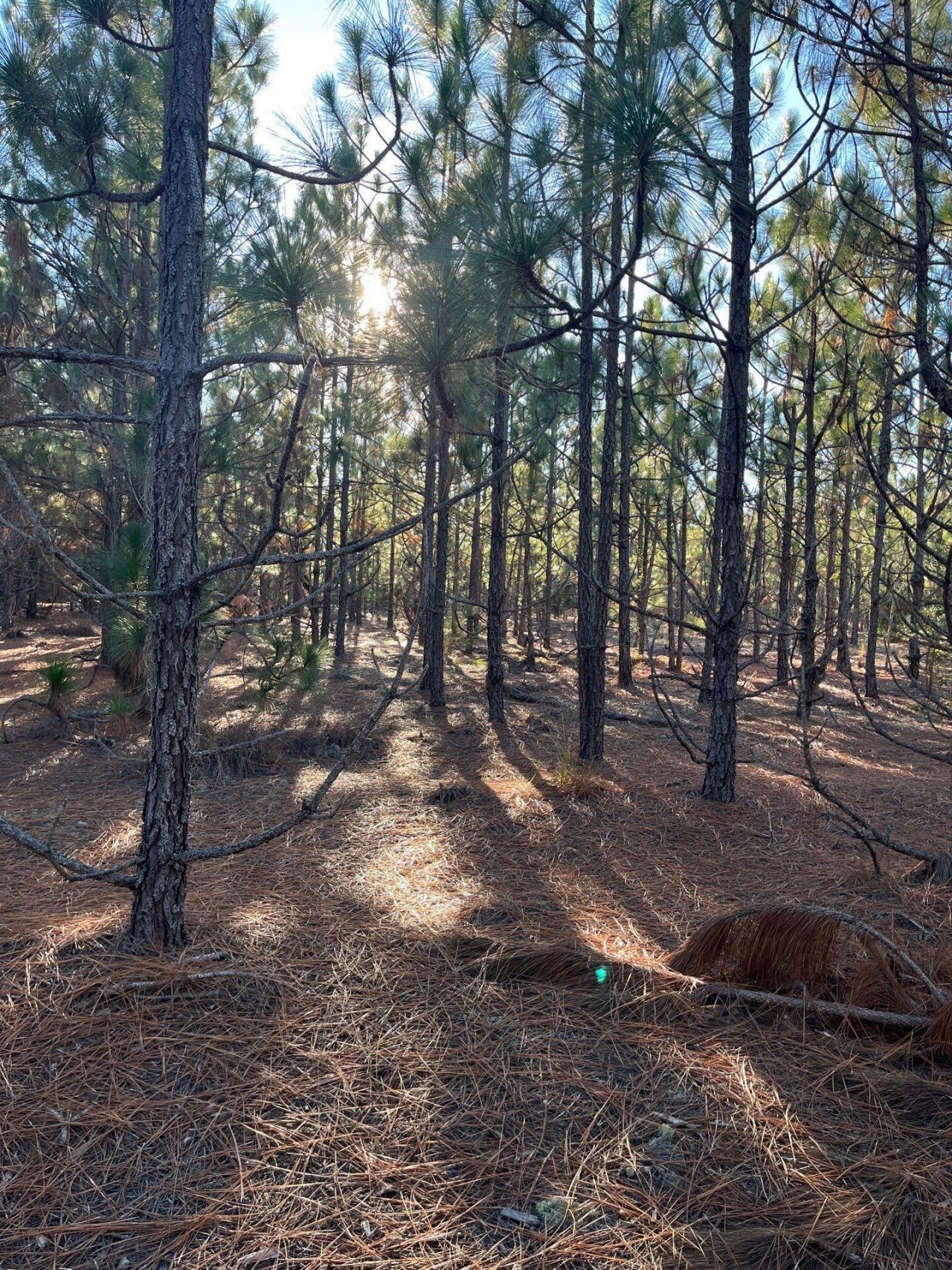 Ppf 14 Payne Pond Road Photo 22