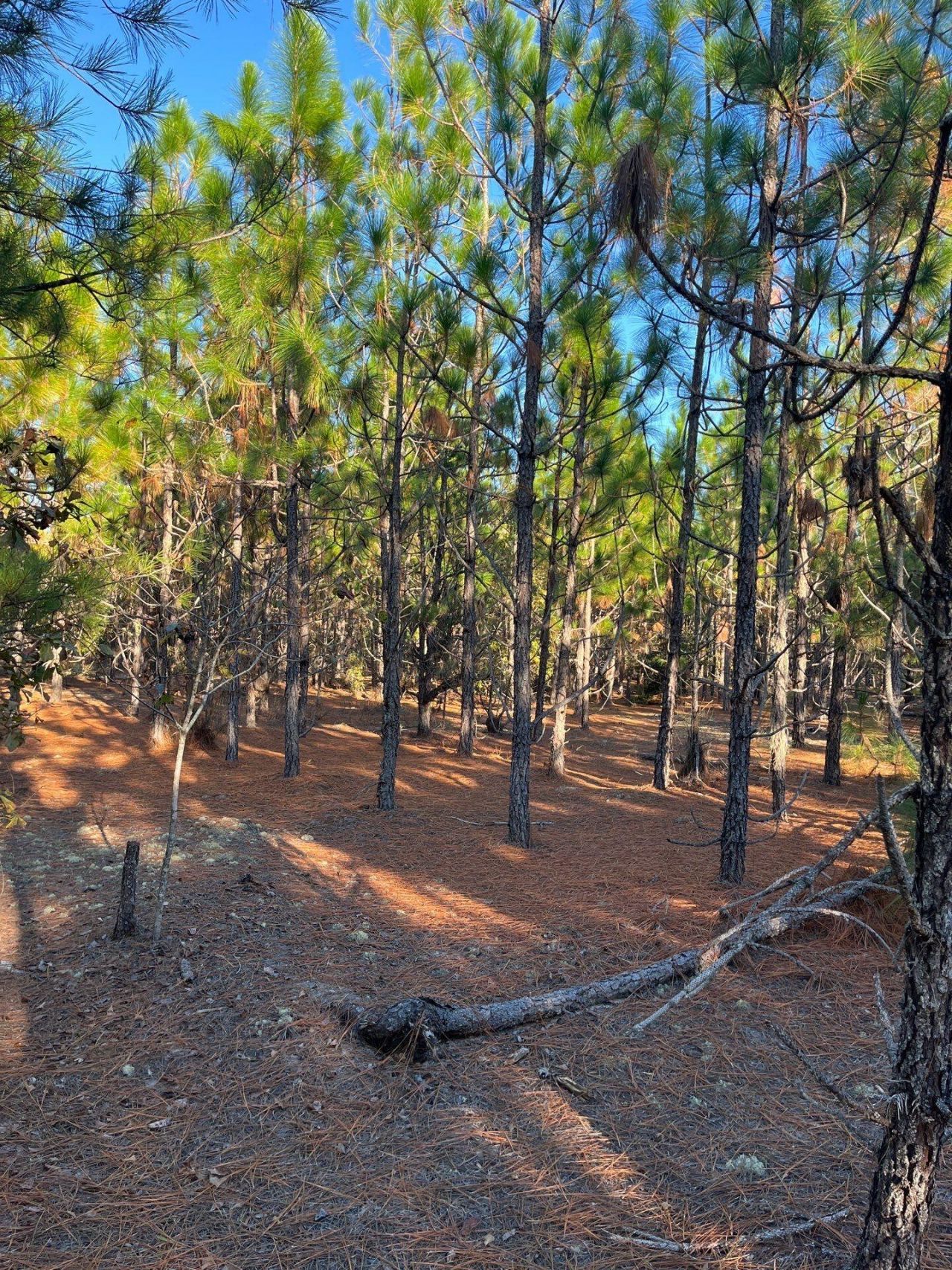 Ppf 14 Payne Pond Road Photo 23