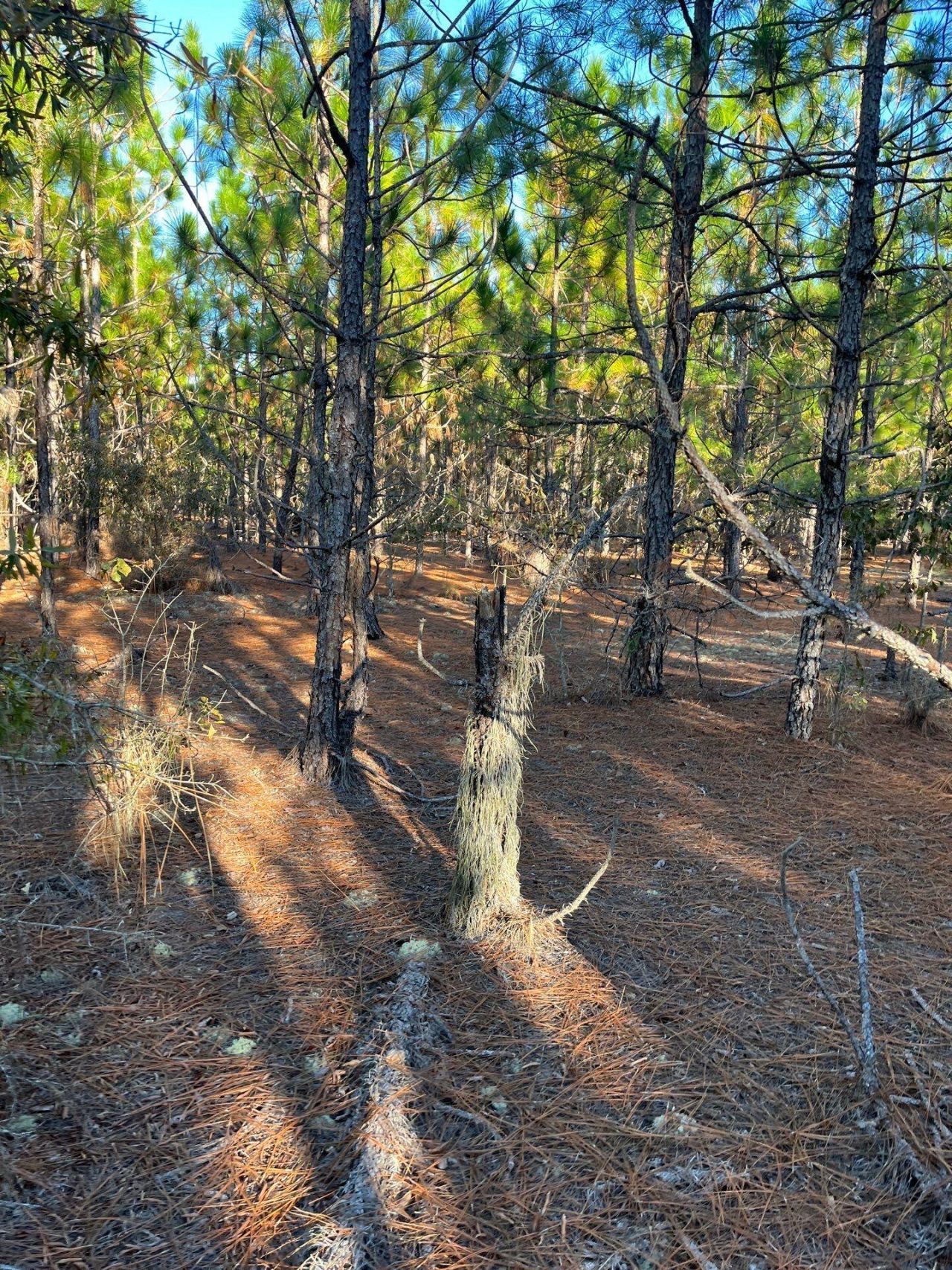 Ppf 14 Payne Pond Road Photo 25