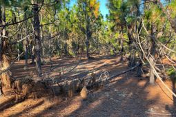 Ppf 17 Payne Pond Road photo 4