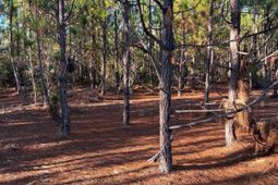 Ppf 17 Payne Pond Road photo 4