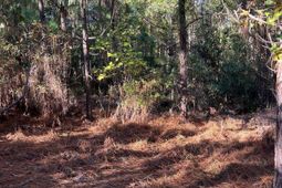 Ppf 18 Payne Pond Road photo 4