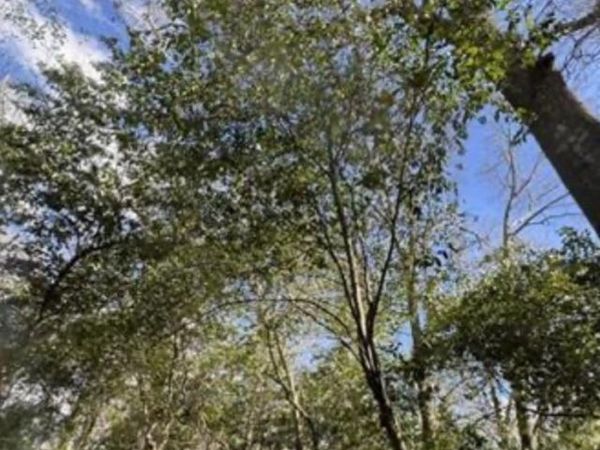 0000 South Street aka Market Street, Marshallville, GA 31057