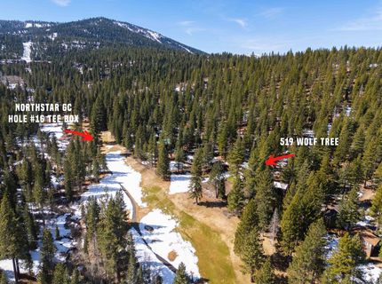 519 Wolf Tree, Truckee, CA 96161 Photo