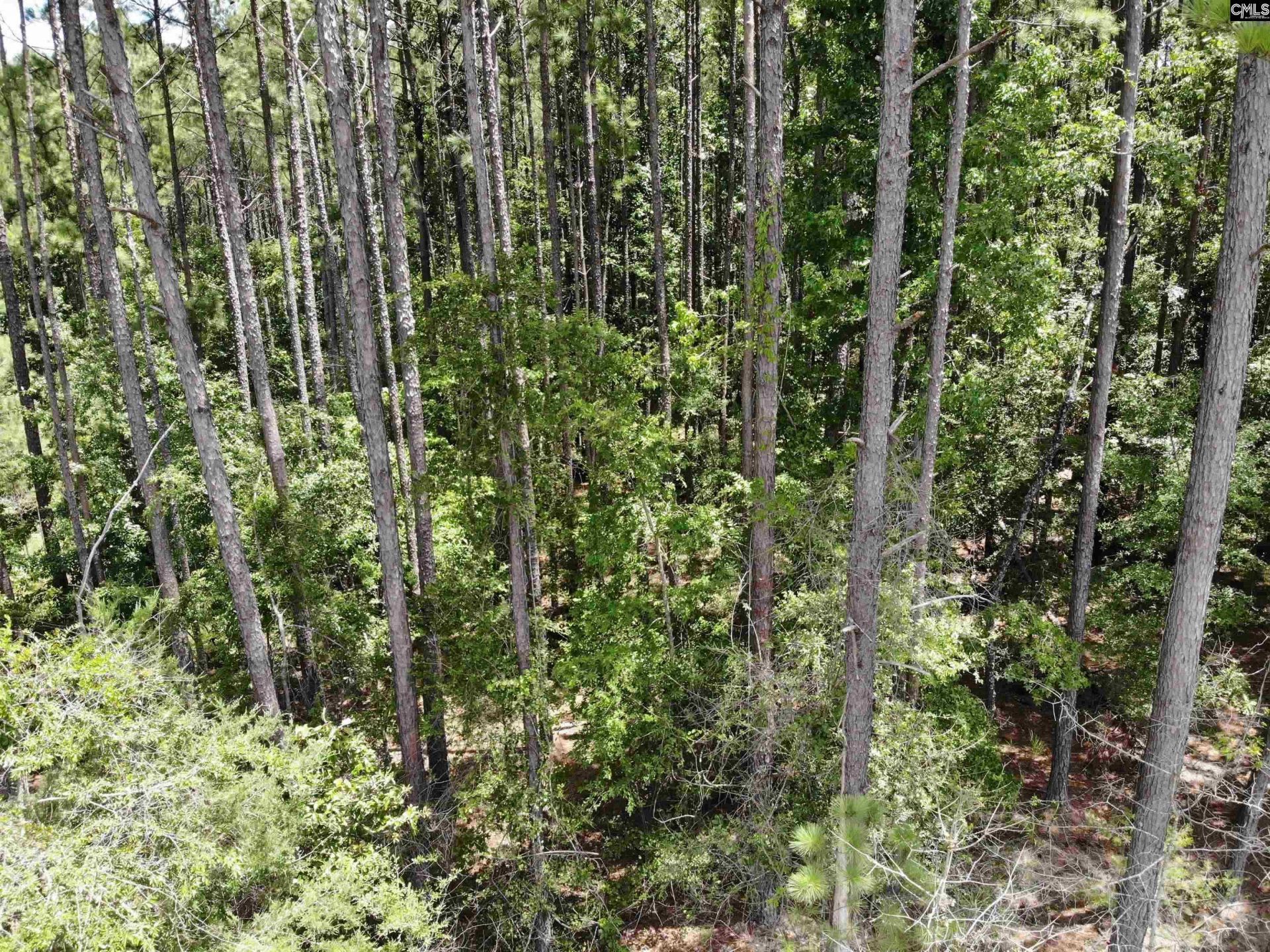 Lot 103 Pineland Road Photo 7