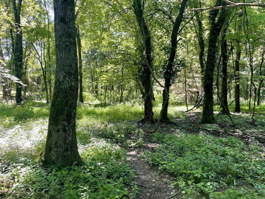 Property Image 28