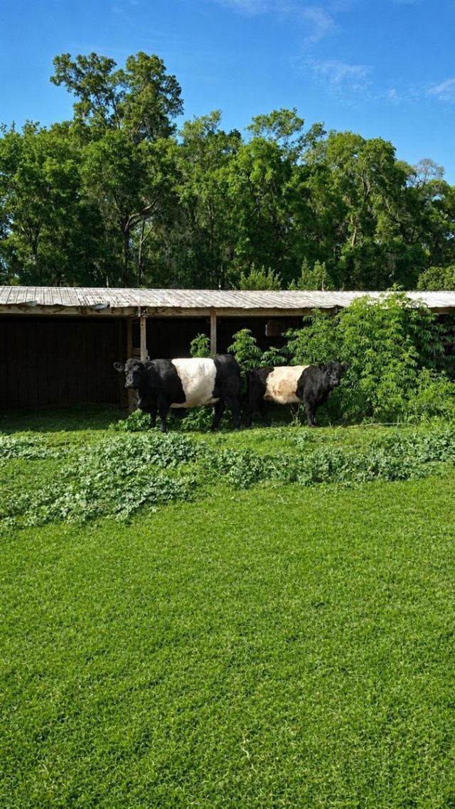 10553 NE 36th Avenue, Anthony, FL 32617 Photo