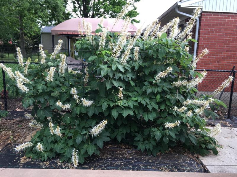 9485 Wynnecrest Drive, Blue Ash, OH 45242 Photo 24