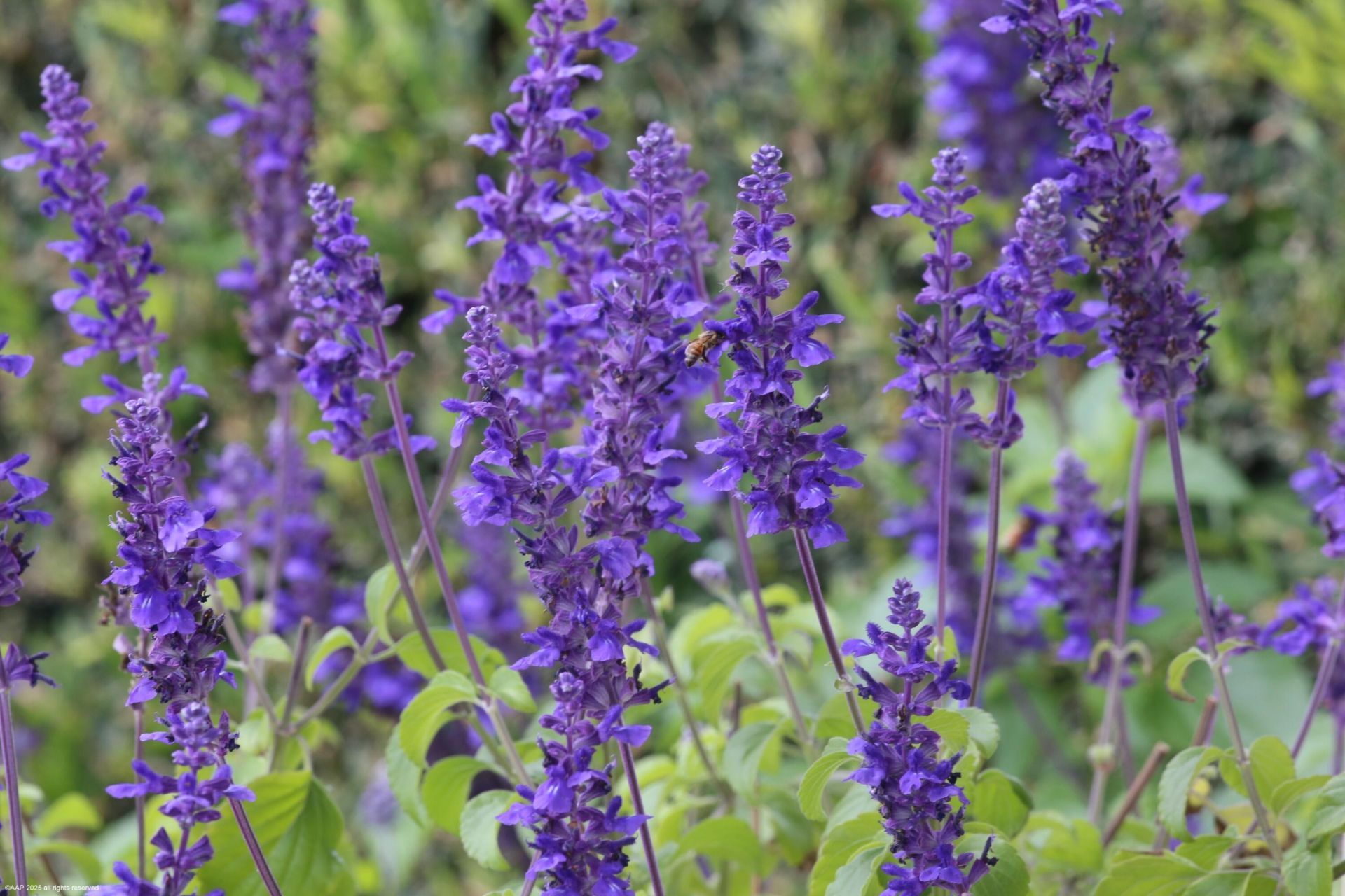 2990 Twin Oaks Way, Wellington, FL 33414 Photo