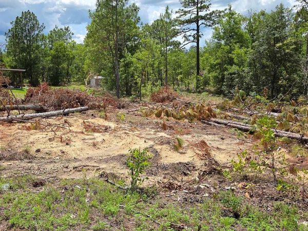 tbd NE 14TH PLACE, WILLISTON, FL 32696