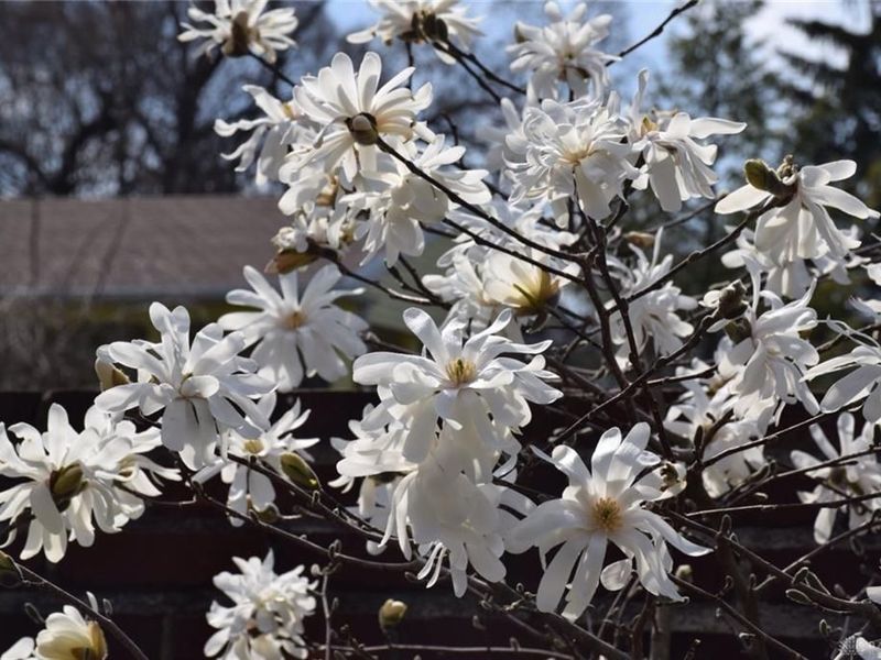 735 Tanglewood Drive, Springfield, OH 45504 Photo 64