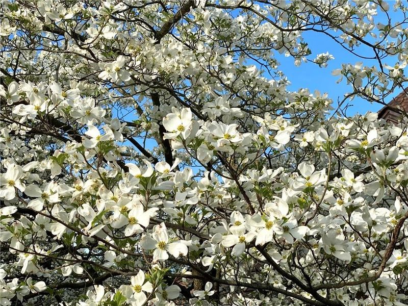 735 Tanglewood Drive, Springfield, OH 45504 Photo 69