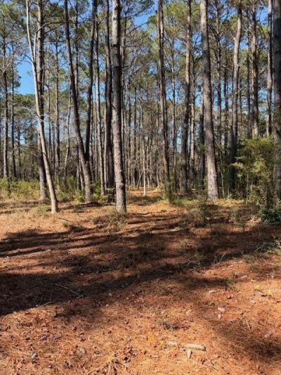 4131 Betsy Kerrison Parkway Photo 4