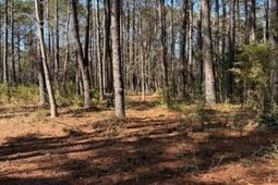 4131 Betsy Kerrison Parkway photo 4