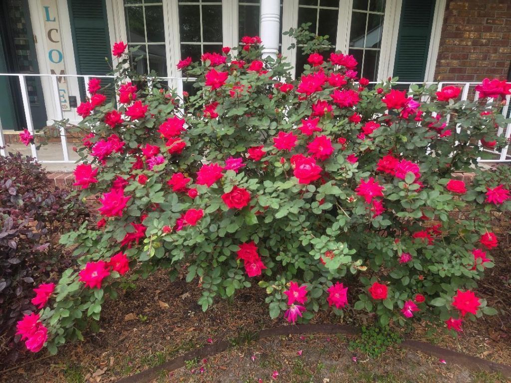 102 Wessex Terrace Photo 7