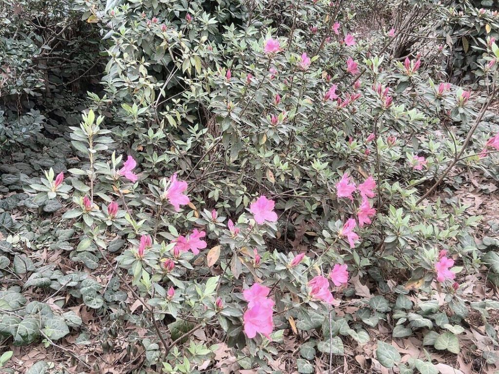 102 Wessex Terrace Photo 73