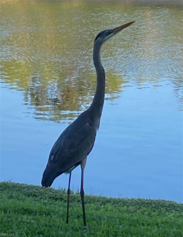 9241 Spring Run Blvd, Unit 2206, Estero, FL 34135 Photo