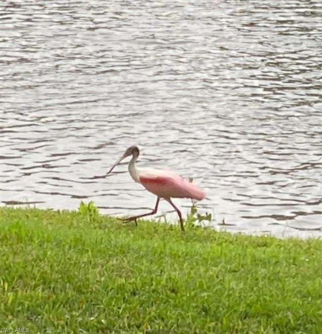 9241 Spring Run Blvd, Unit 2206, Estero, FL 34135 Photo