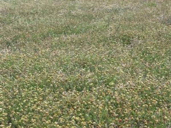 TBD LOT 5 CR 3565, China Spring, TX 76633