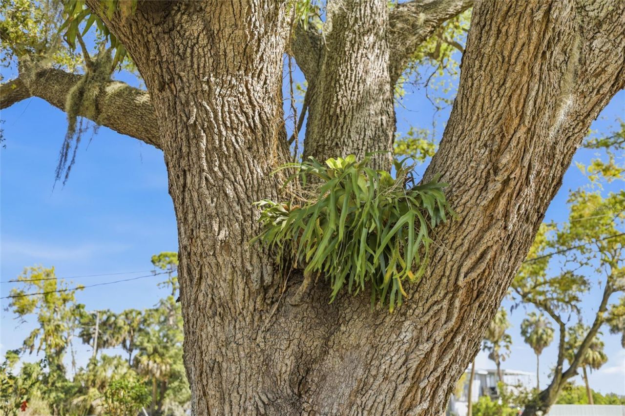 906 Tropical Drive, Bradenton, FL 34208 Photo