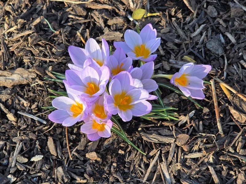 9194 Gramford Street , Columbus, OH 43240 Photo 30