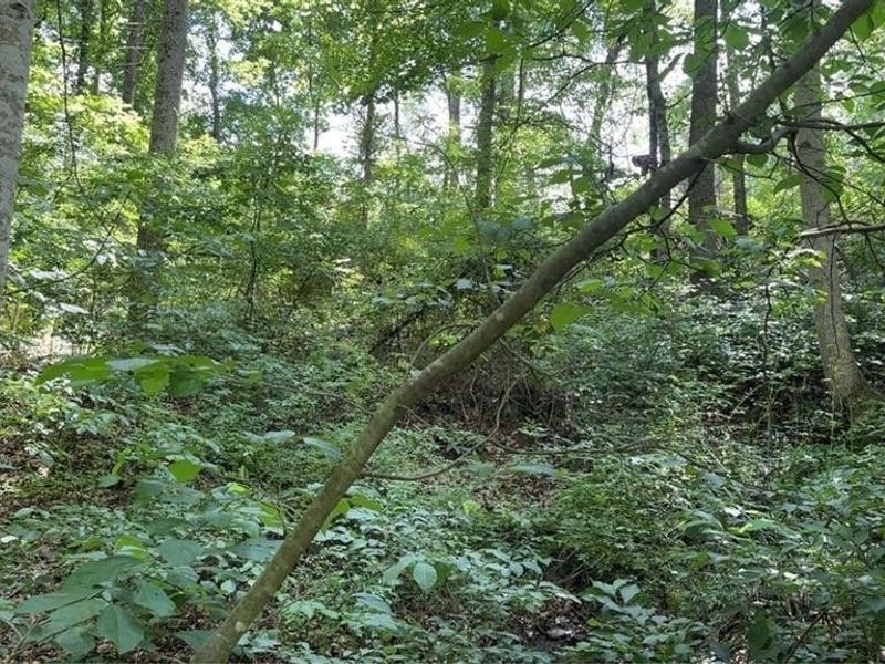 Point Lookout Road, Stockport, OH 43787 Photo 12