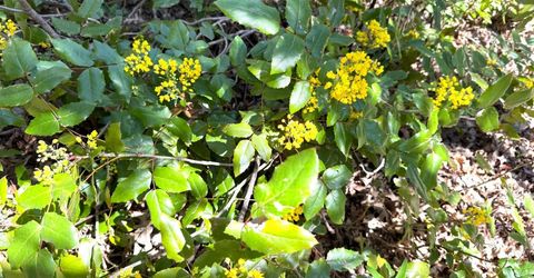 2888 Creek View Ln, Placerville, CA 95667 Photo