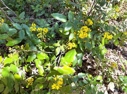 2888 Creek View Ln, Placerville, CA 95667 Photo