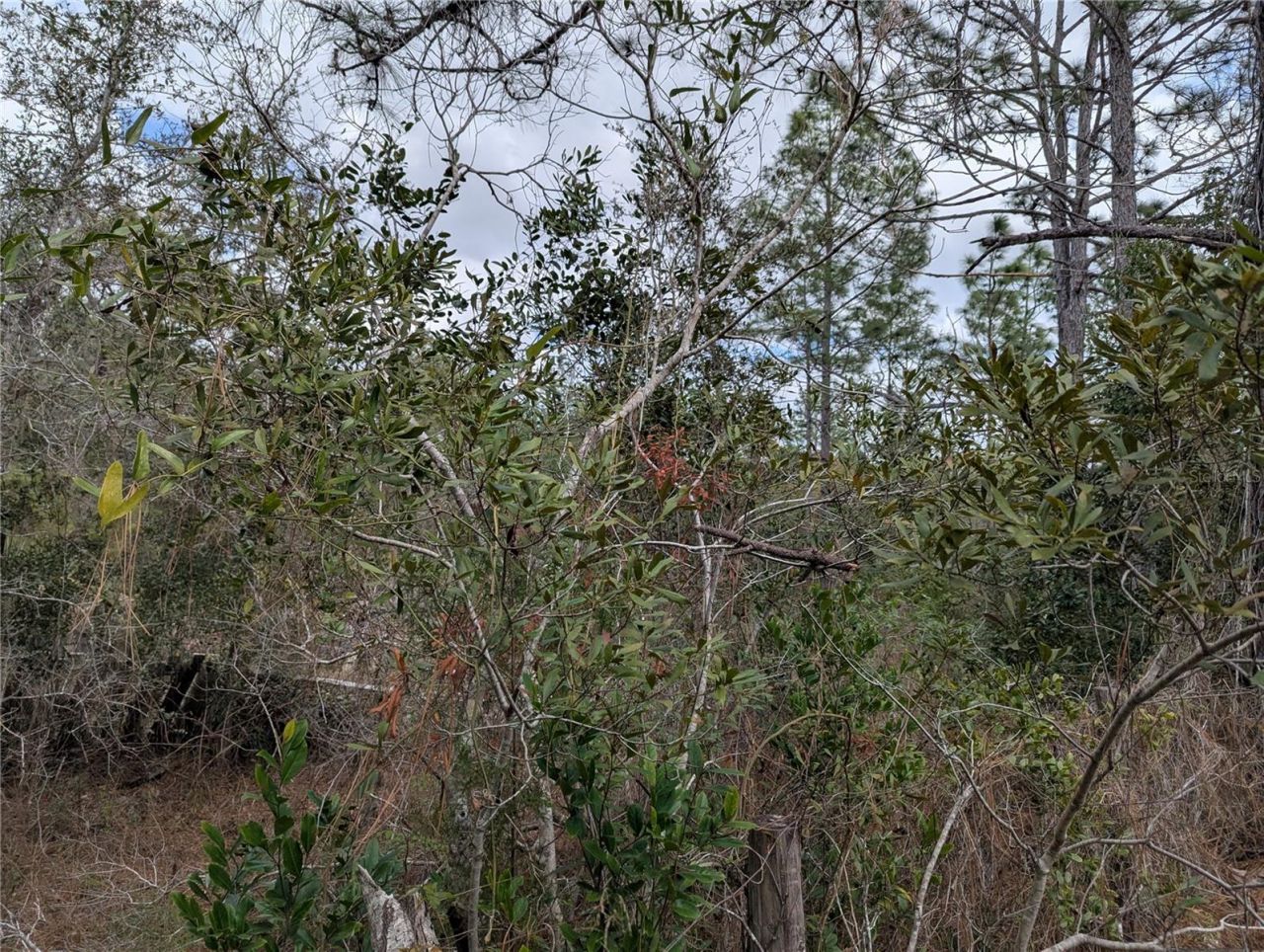 0 Gannet Avenue , Weeki Wachee, FL 34613 Photo