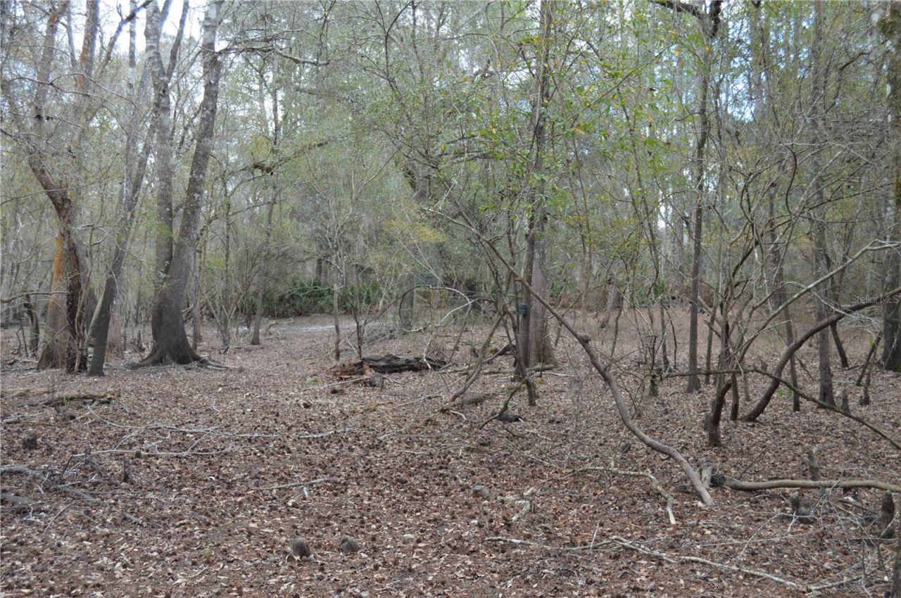 1459 NE 743 Street, Cross City, FL 32628 Photo
