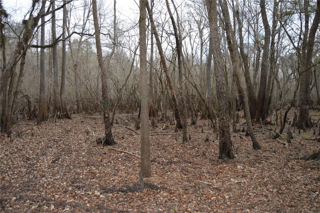 1459 NE 743 Street, Cross City, FL 32628 Photo