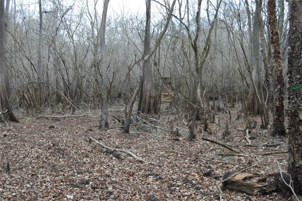 1459 NE 743 Street, Cross City, FL 32628 Photo