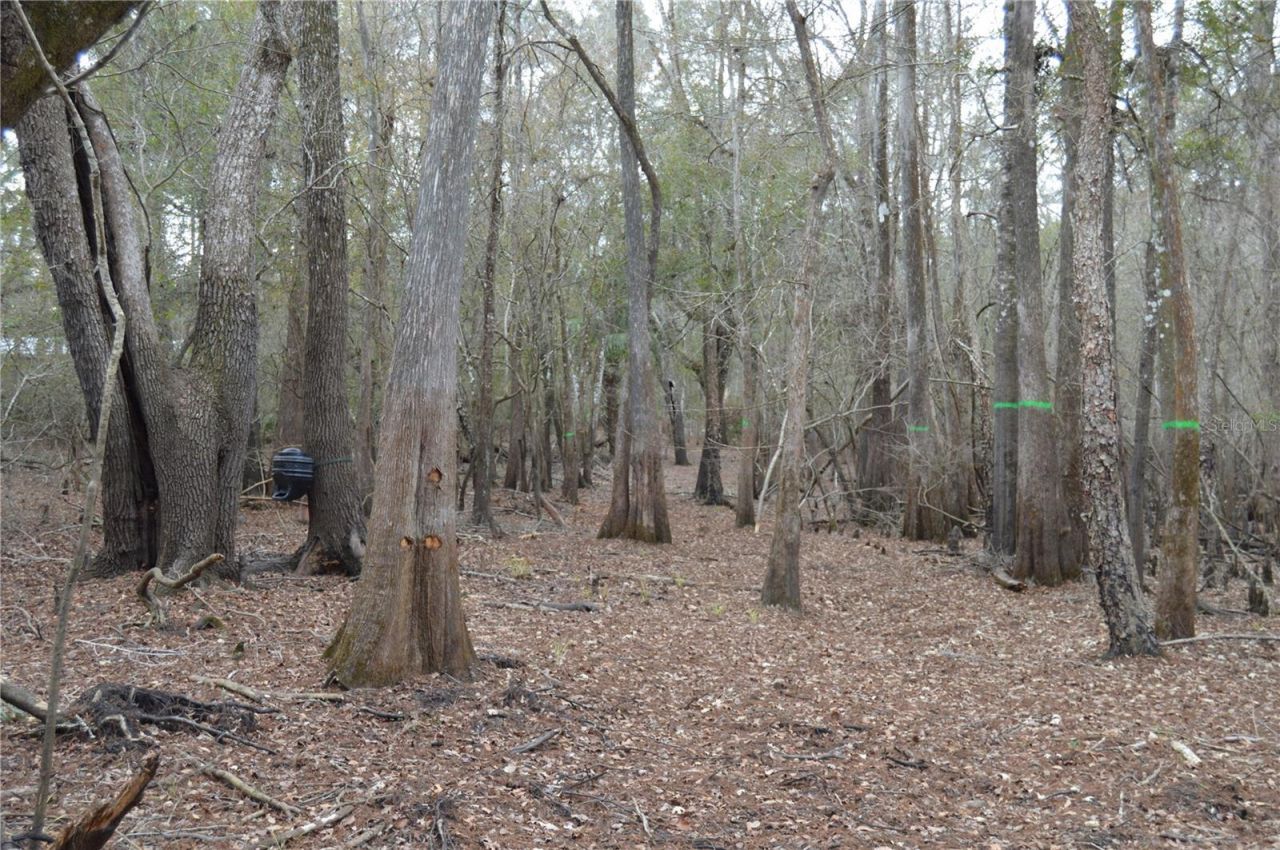 1459 NE 743 Street, Cross City, FL 32628 Photo