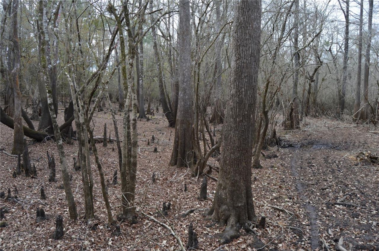 1459 NE 743 Street, Cross City, FL 32628 Photo