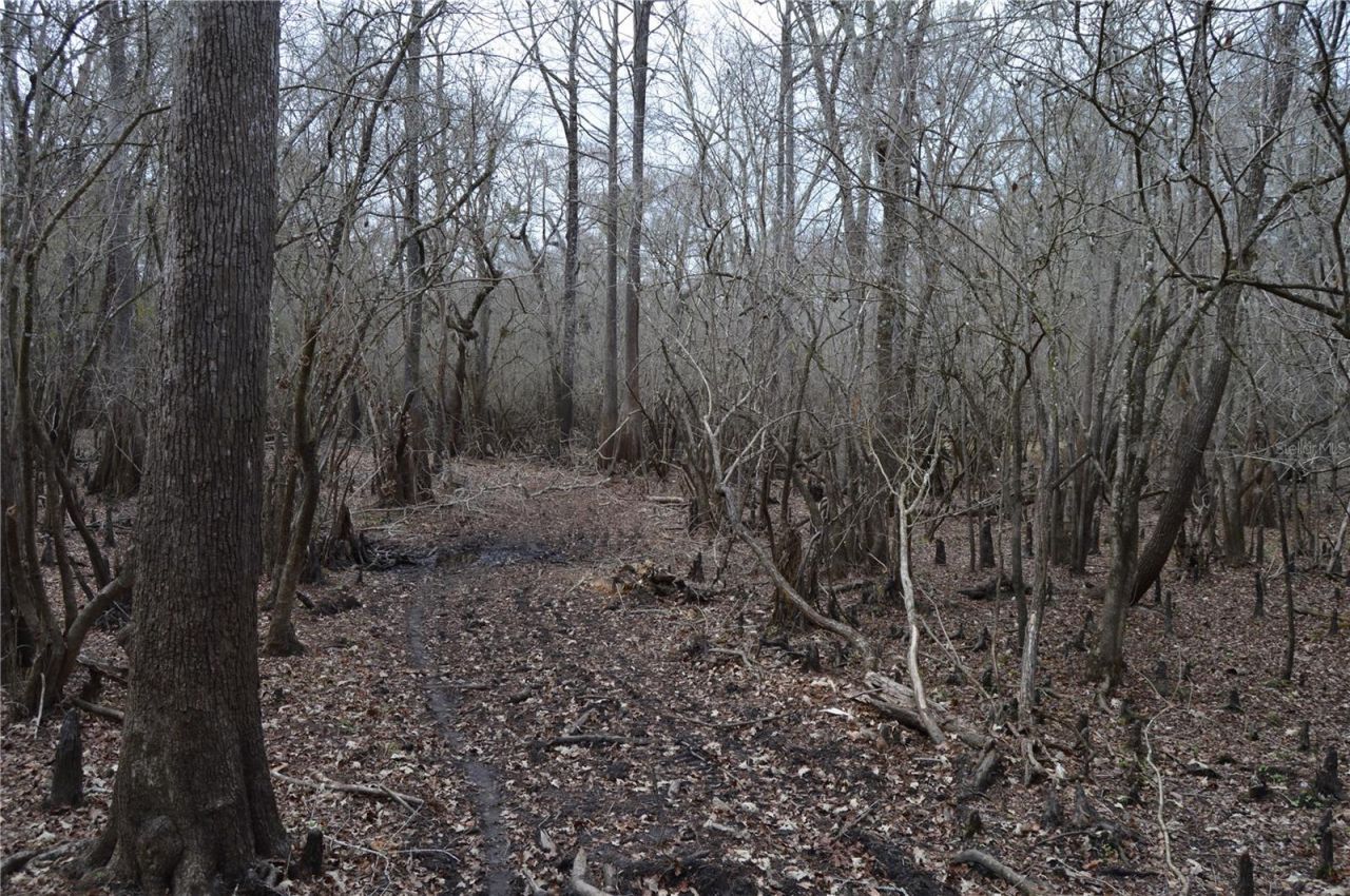 1459 NE 743 Street, Cross City, FL 32628 Photo