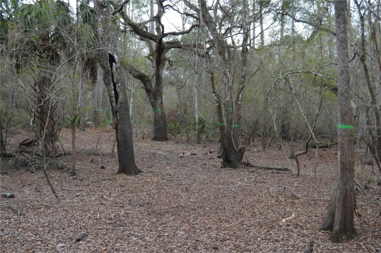 1459 NE 743 Street, Cross City, FL 32628 Photo