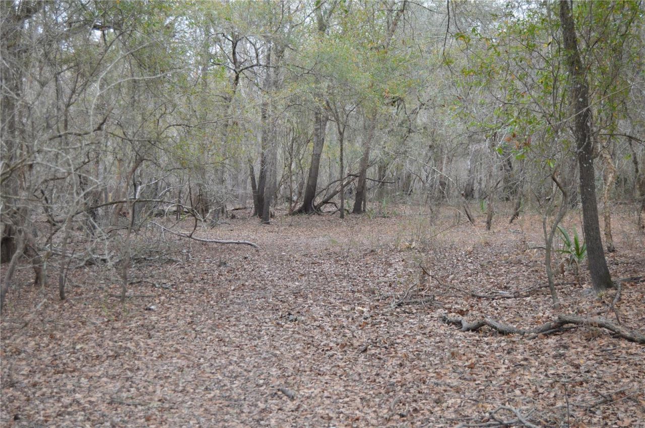 1459 NE 743 Street, Cross City, FL 32628 Photo