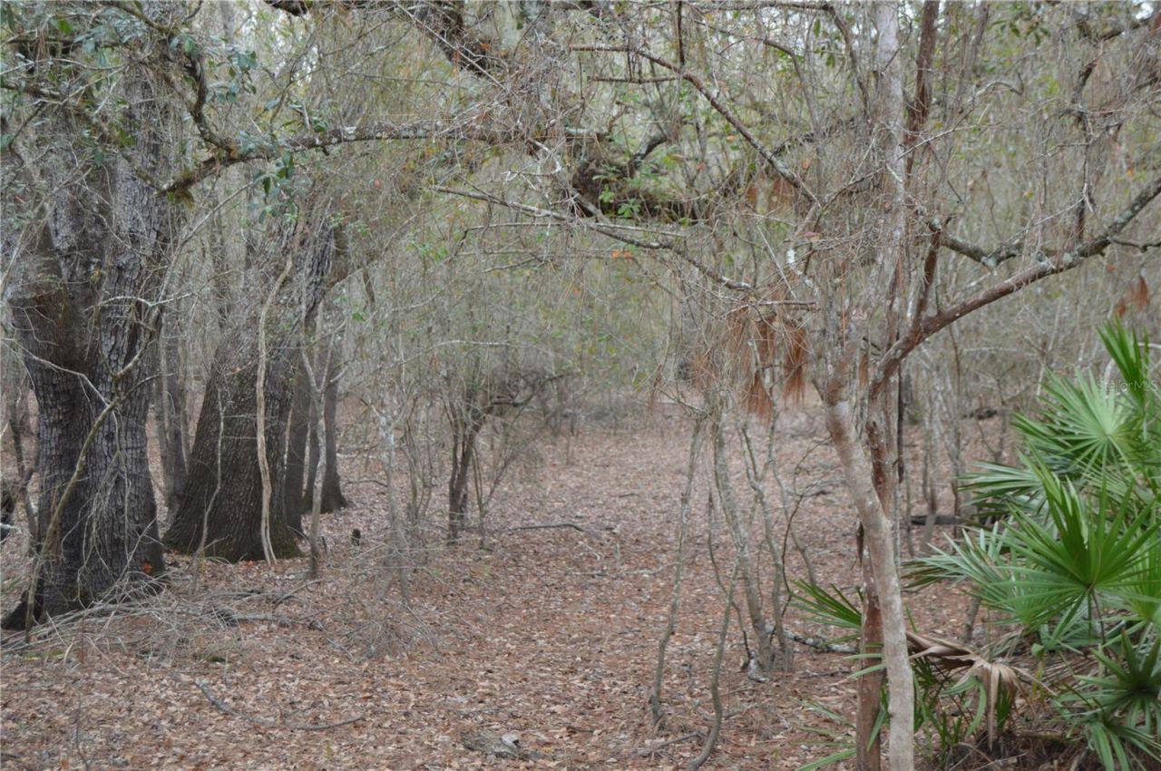 1459 NE 743 Street, Cross City, FL 32628 Photo